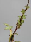 Acker-Brombeere-Rubus argutus