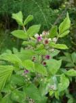 : - Rubus niveus