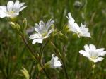 Acker-Hornkraut - Cerastium arvense