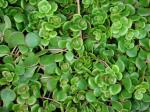 : - Sedum tetractinum