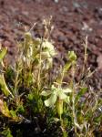 : - Silene struthioloides