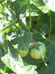Pepino - Solanum muricatum