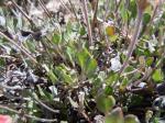: - Eriogonum umbellatum