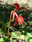 Schöne Jakobslilie - Sprekelia formosissima