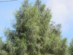 : - Tamarix aphylla