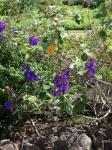 : - Tibouchina multiflora