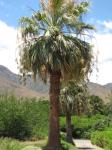 Kalifornische Washingtonpalme - Washingtonia filifera
