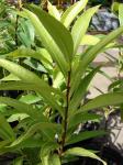Wikstromeia oahuensis - Wikstroemia oahuensis