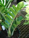 Glücksfeder - Zamioculcas zamiifolia
