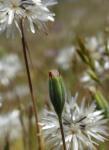 : - Achyrachaena mollis
