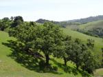 : - Quercus lobata