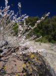 : - Eriogonum wrightii