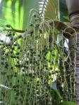 : - Archontophoenix purpurea