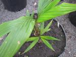 : - Calyptrocalyx hollrungii