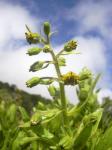 : - Dubautia arborea