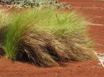 :-Eragrostis deflexa
