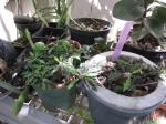 : - Euphorbia ambovombensis