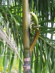 Kohlpalme - Euterpe oleracea