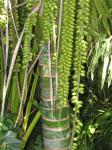 Bogige Kentiapalme - Howea belmoreana