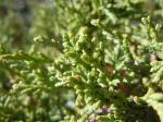 Rocky-Mountain-Wacholder - Juniperus scopulorum