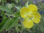 : - Ludwigia peruviana