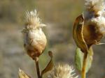 : - Rhaponticum repens