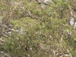 : - Olea europaea subsp. europaea
