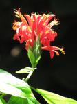 : - Pachystachys spicata