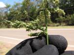 :-Panicum antidotale