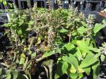 : - Phyllostegia bracteata