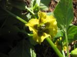 Tomatillo-Physalis philadelphica