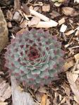 Kalk-Hauswurz - Sempervivum calcareum