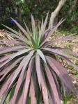 : - Yucca de-smetiana