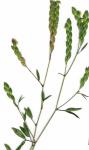 : - Zornia reticulata
