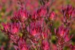 : - Leucadendron salignum