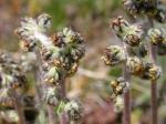 : - Artemisia scopulorum