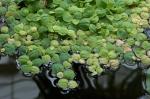 Schwimmende Wolfsmilch - Phyllanthus fluitans