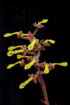 : - Anoectochilus chapaensis