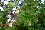 Oreganoblättrige Salpichroa - Salpichroa origanifolia