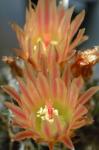 : - Eriosyce eriosyzoides