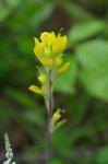 : - Castilleja kraliana