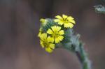 Angebaute Madia - Madia sativa