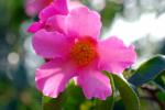 : - Camellia pitardii var. pitardii
