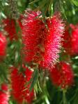 : - Callistemon subulatus