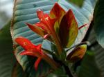 : - Columnea raymondii
