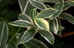 : - Costus amazonicus