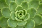 Agavenartige Echeverie - Echeveria agavoides
