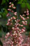 : - Heuchera sanguinea