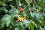: - Disemma herbertiana