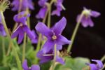 : - Petrocosmea kerrii